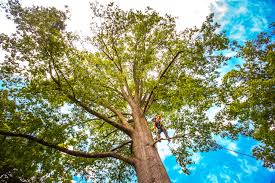 Best Tree Maintenance Programs  in Chicopee, MA